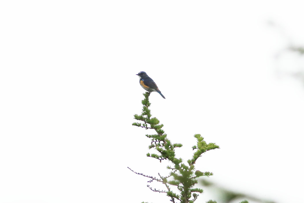 ルリビタキの雄が木のてっぺんで見張り