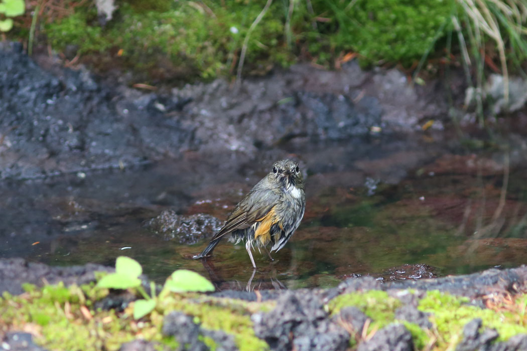 雌ビショビショ