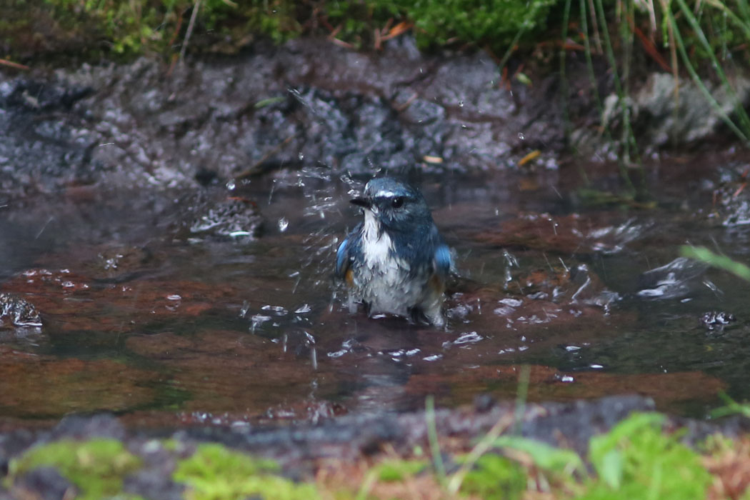 う～ん水少ないぞ。