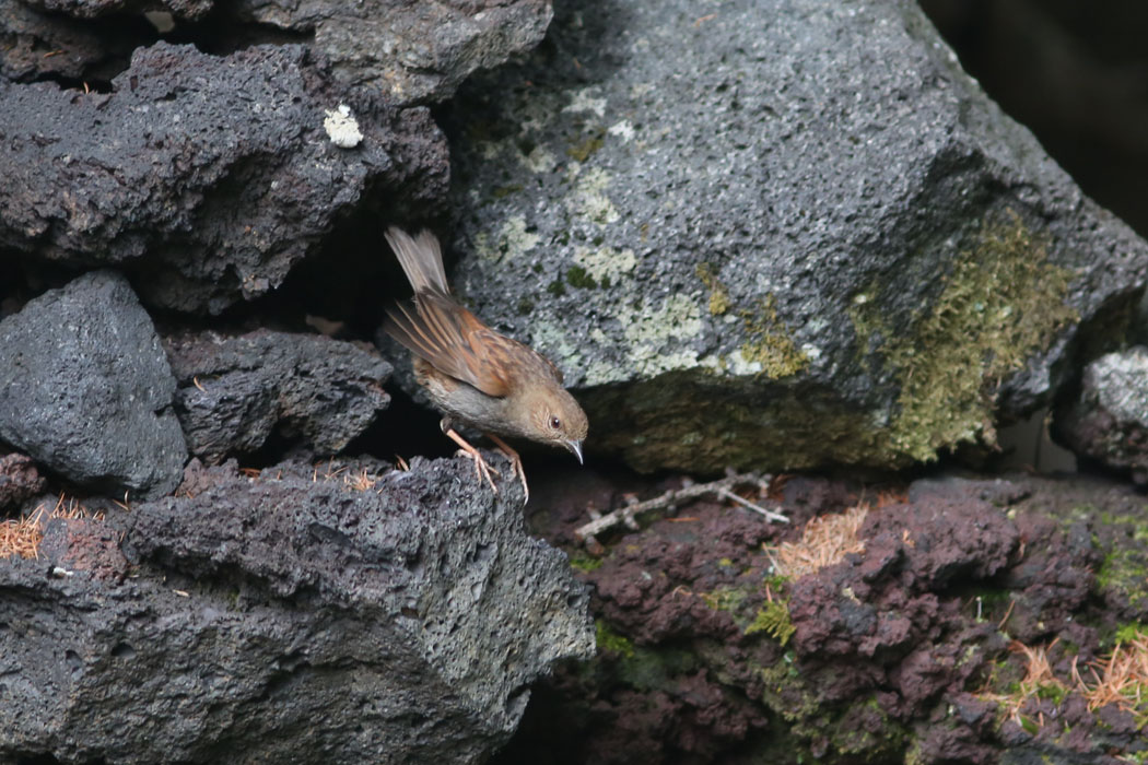 カヤクグリ登場