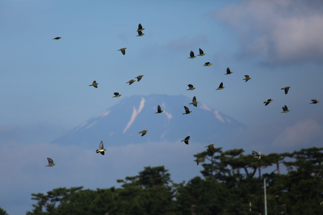 富士山をバックに飛翔
