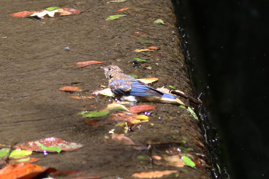オオルリの雄の幼鳥　水遊び