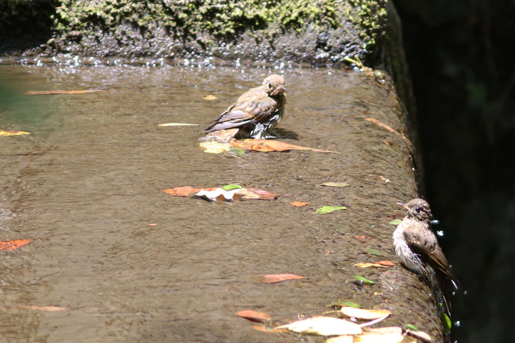 雌の幼鳥もやってきた　落ちないでね！