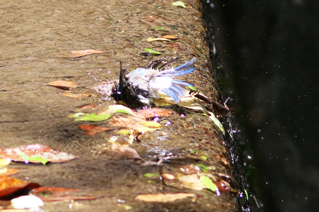 雄の幼鳥の水浴び（尾はしっかり瑠璃色）