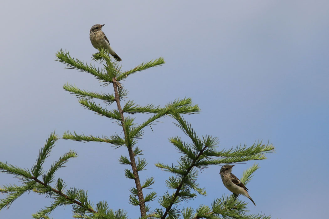 ノビタキの若鳥（兄弟かな？）