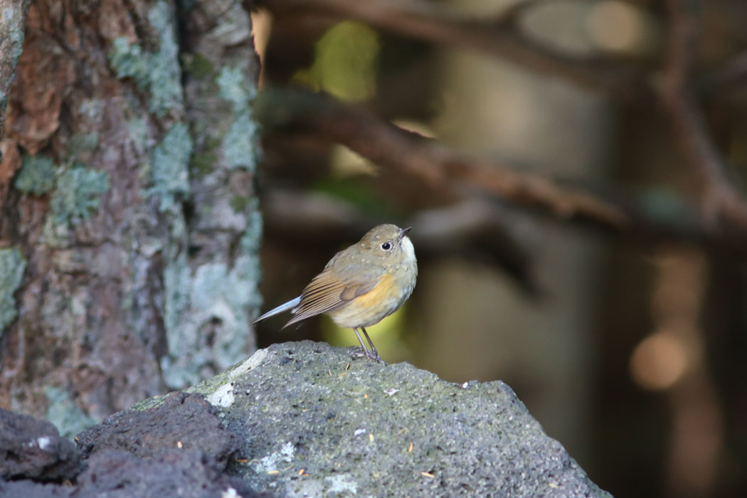 最初に来たのはルリビタキの雌。かわいい。