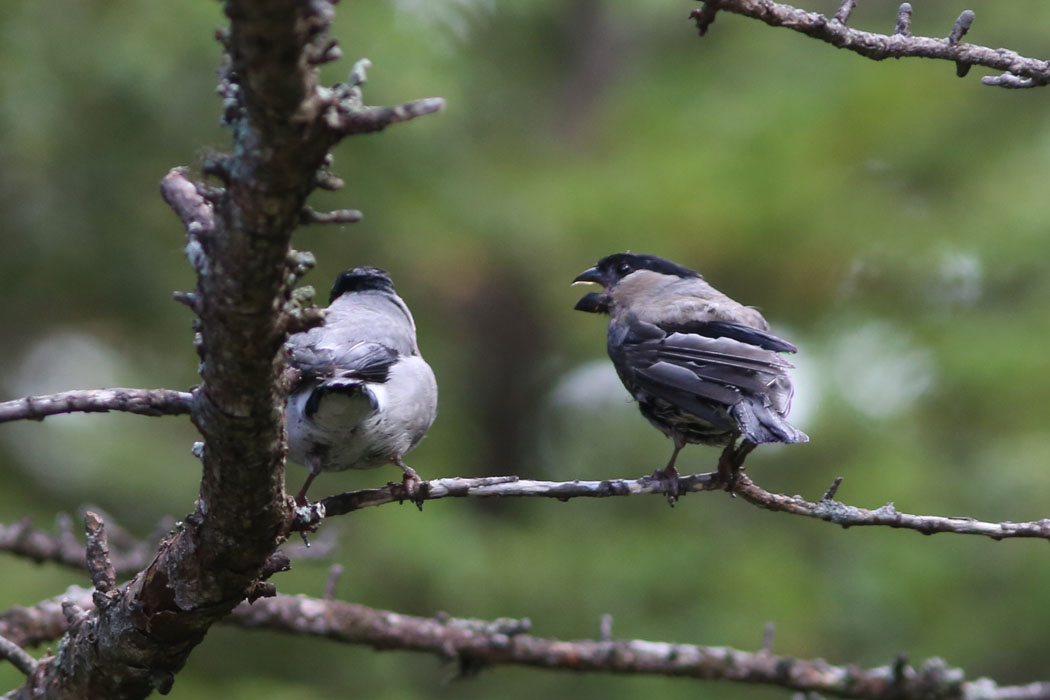 木の上ではウソの親子？さかんに餌ねだり。
