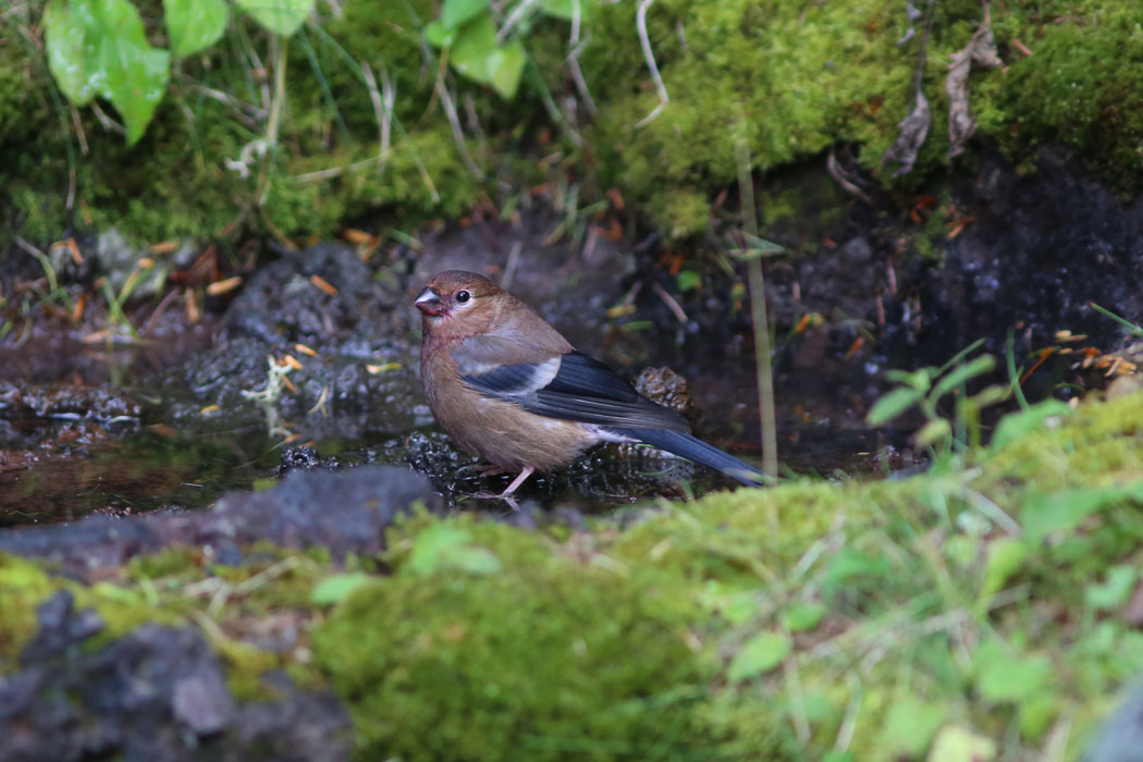 ウソの若鳥。最初は何かわからなかった。