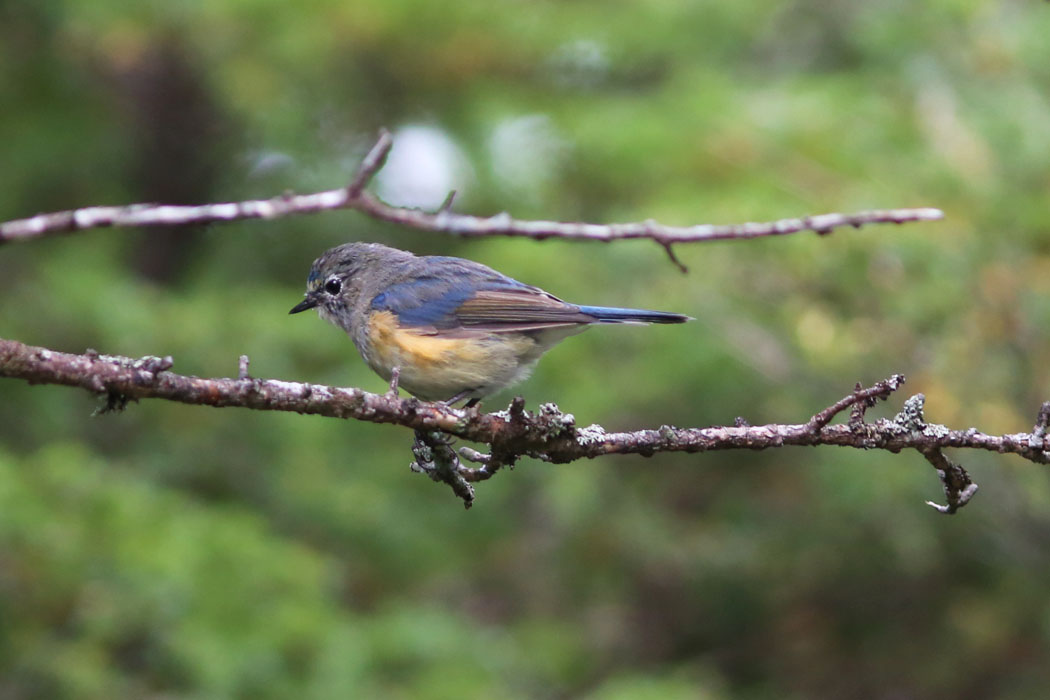 最後にルリビタキの雄。まだ若鳥かな？