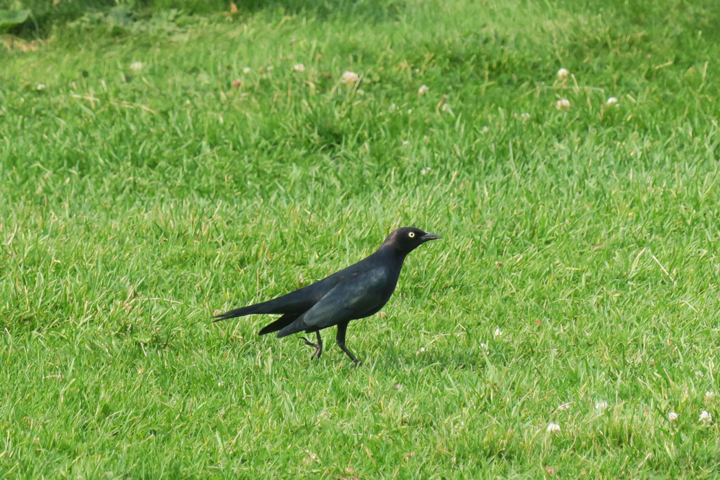 最初カラスかと思ったが、調べたらテリムクドリモドキだった。