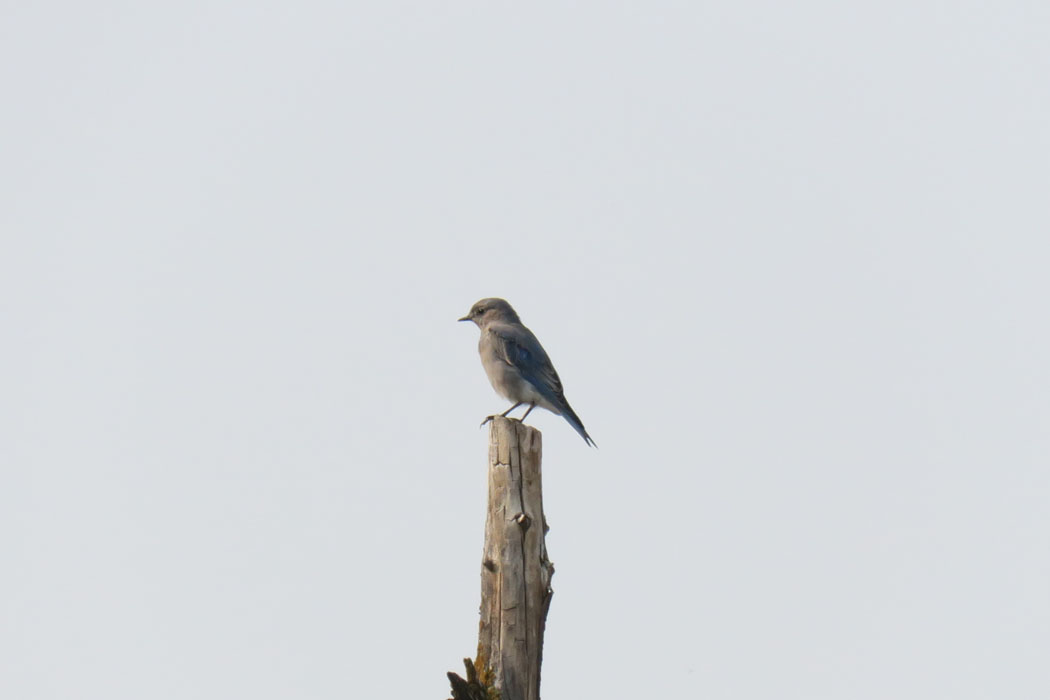 間欠泉の合間の枯れ木に青い鳥が！