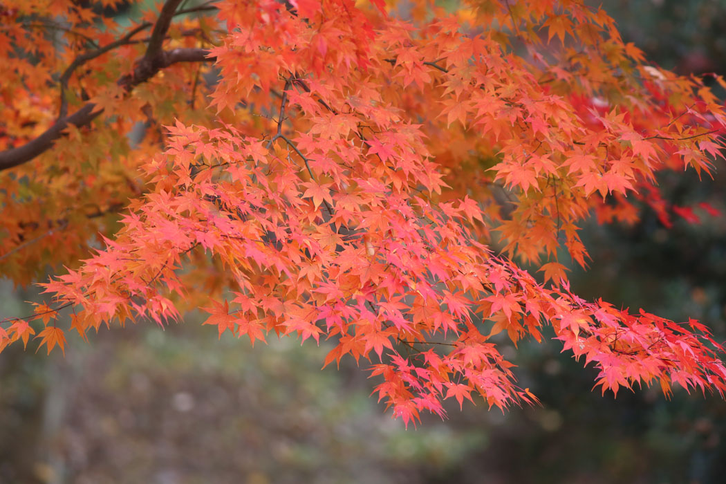 残り少ない紅葉。結構いい色が出た。