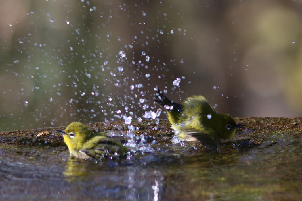 水の掛け合い
