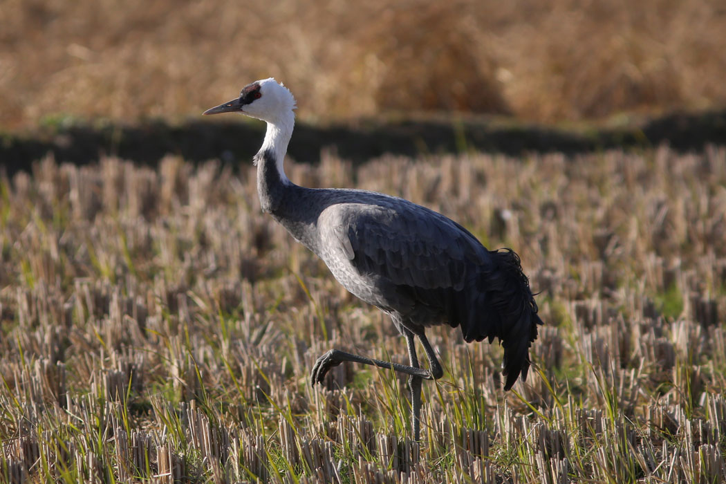 これがマナヅルの成鳥。（9割近くがマナヅルだ）