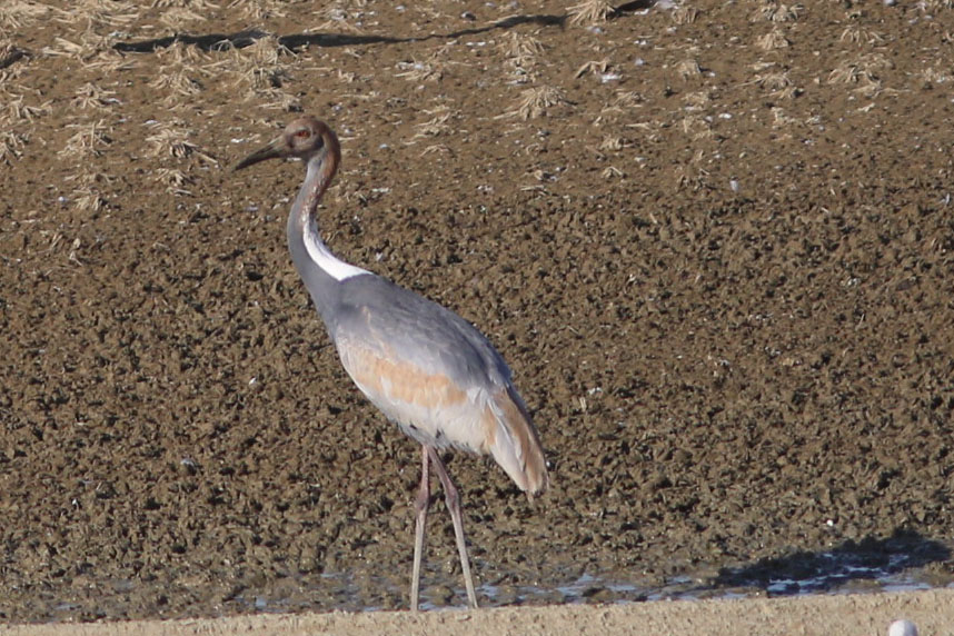 マナヅルの若鳥。