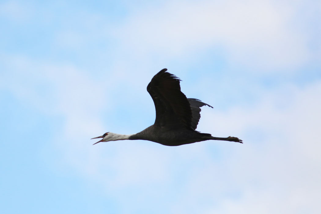 飛ぶときははぐれないように、鳴きながら。