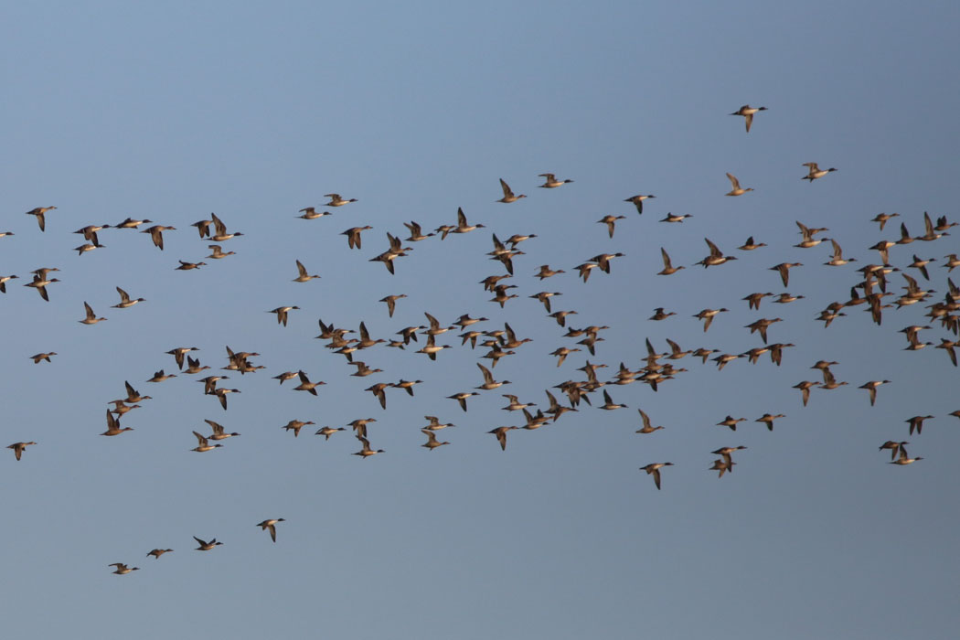 空にはツル以外の鳥の群れが。蚊も可?