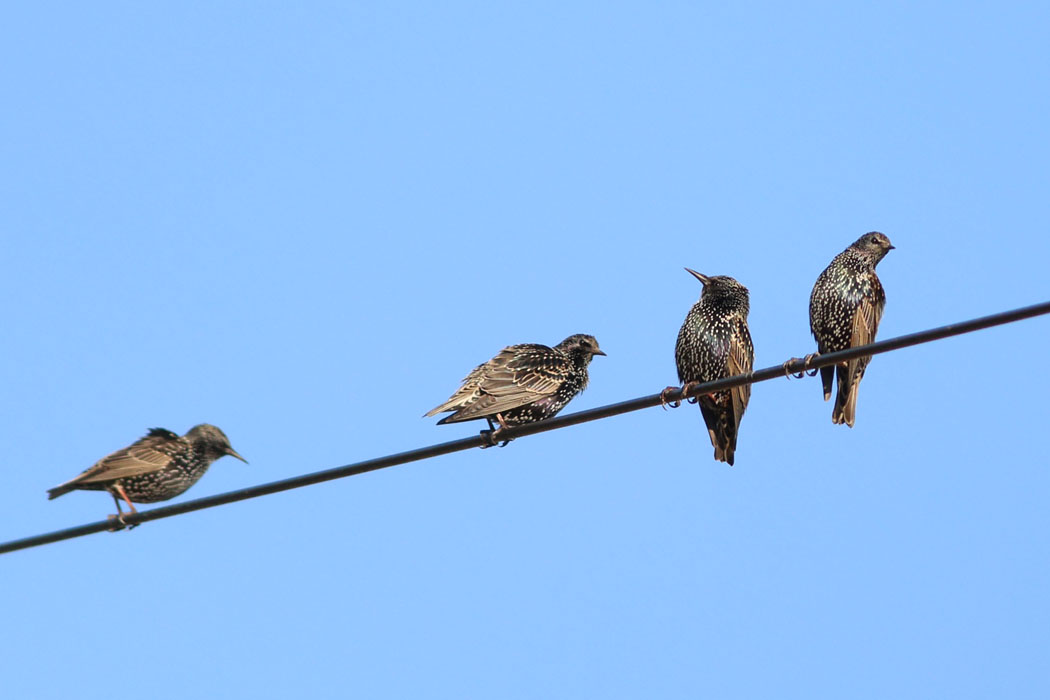 カラスにしては小さいなと思ったら、ホシムクドリだった。
