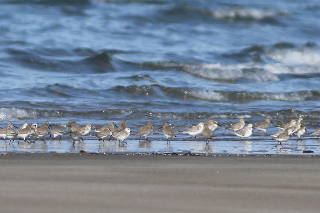 吹上浜海浜公園の波打ち際にシギがチョコチョコ