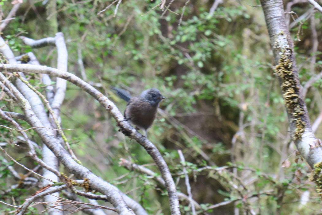 どうやら若鳥のようだ。