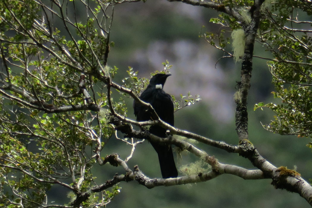 遠くの木の上でトゥーイがけたたましく鳴いていた。胸の白いボンボンが目立つ。
