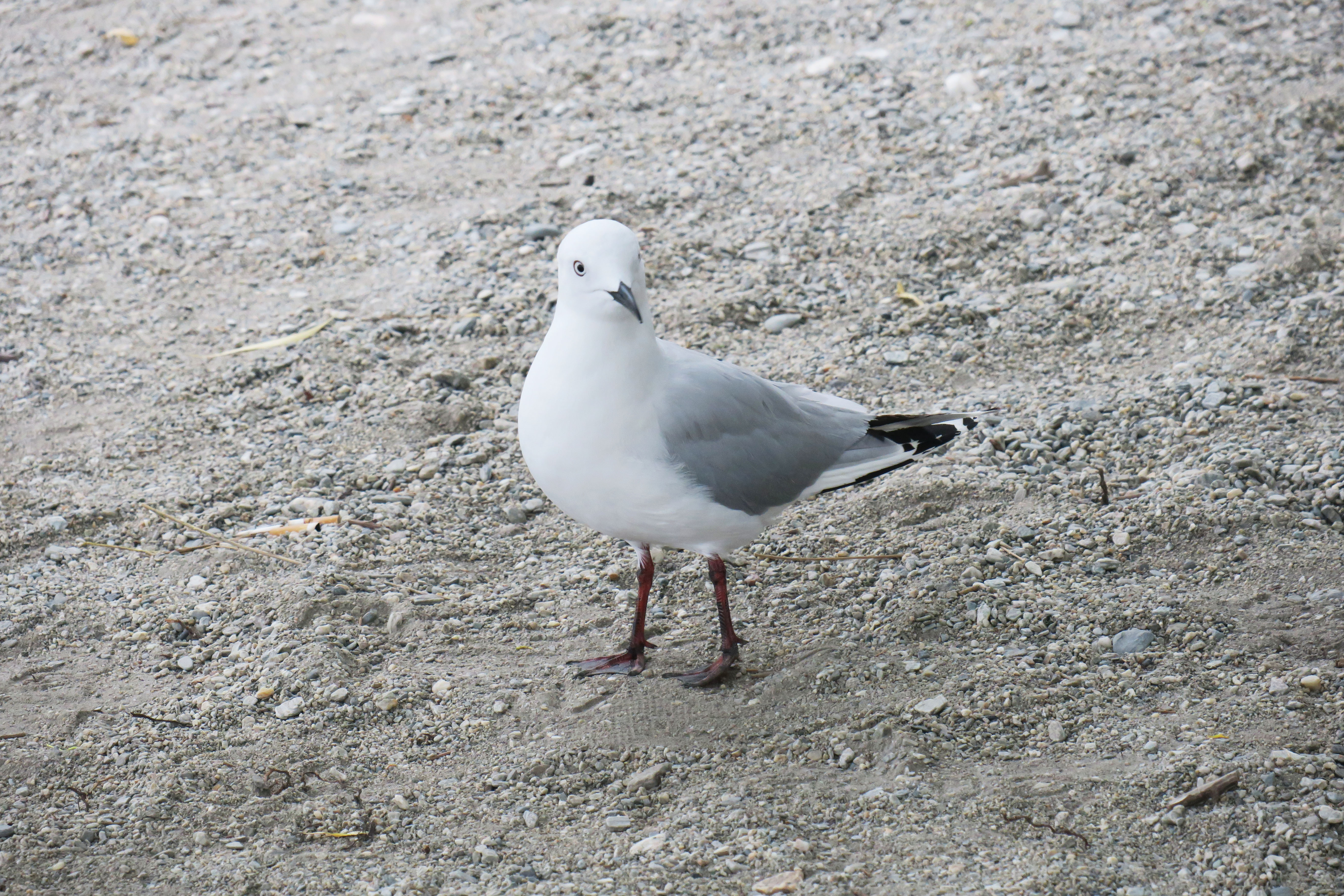 Black-billed gull（ハシグロカモメ）だそうだ。ニュージーランド固有種。