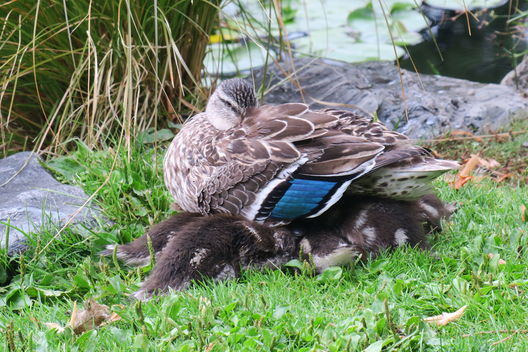ただ今、子育て中。親鳥の眼はしっかりとこっちを睨んでいる。