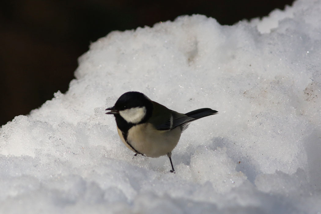 雪の上にはシジュウカラが。