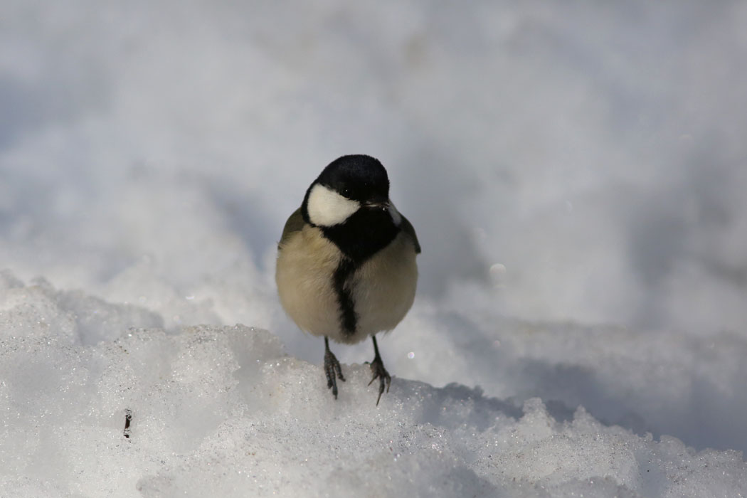 雪の上寒くないのかな?