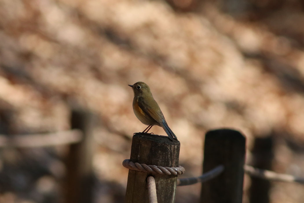杭の上でポーズをとっている。