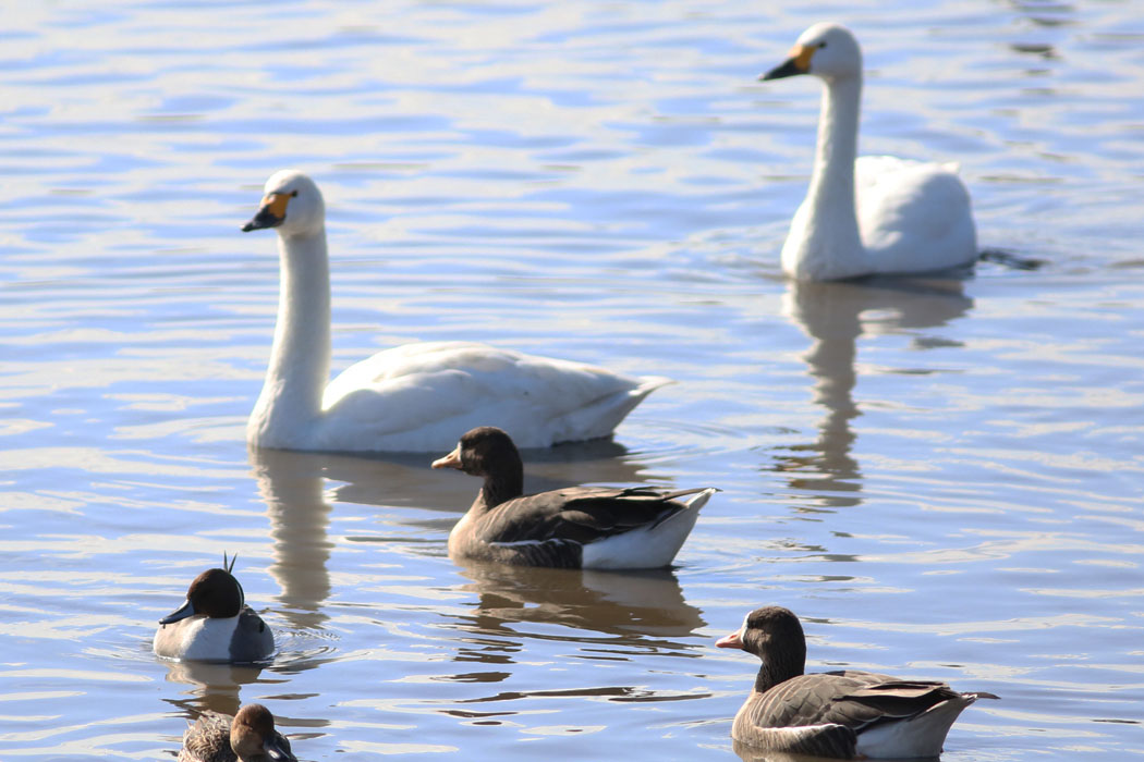 ハクチョウより小さく、カモより大きい見慣れない鳥を発見。