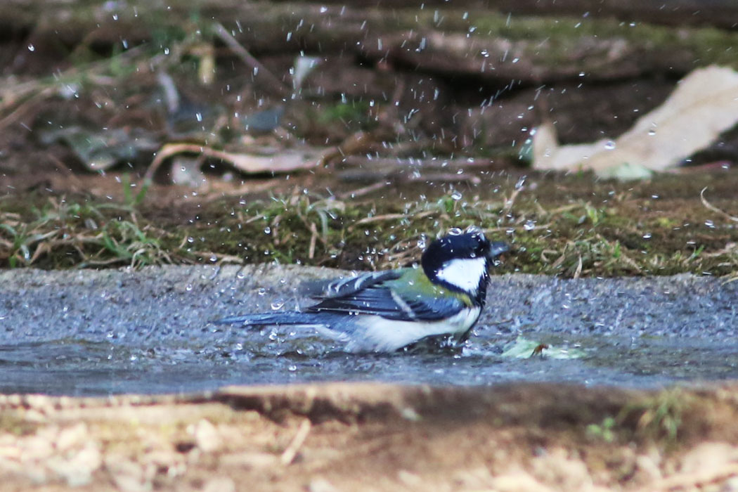 多磨霊園の水場ではシジュウカラが水浴び。