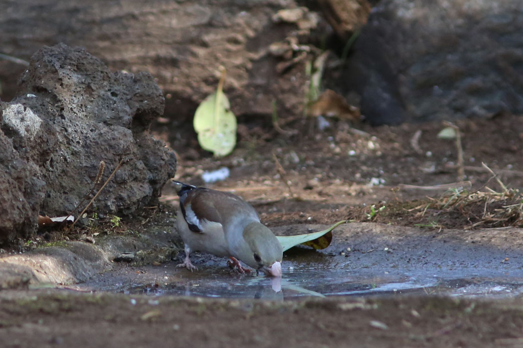 シメは水を飲みに。