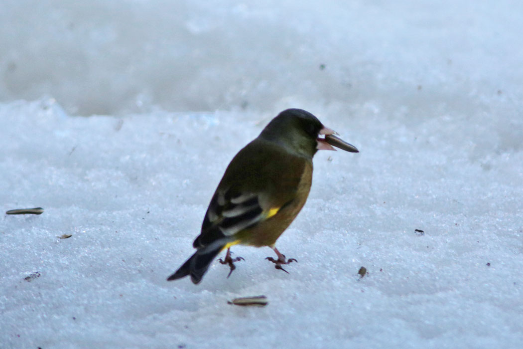 カワラヒワが雪の上に。