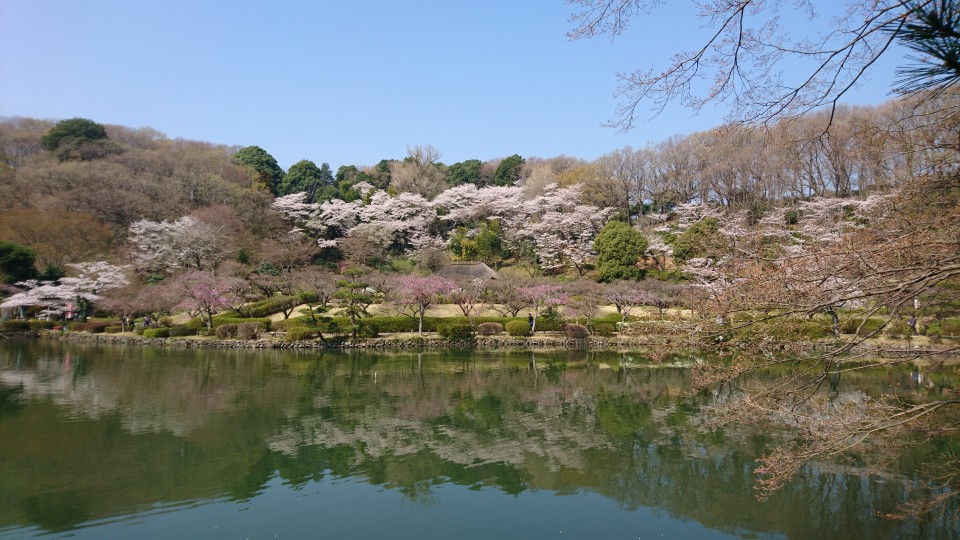 薬師池公園は桜満開。