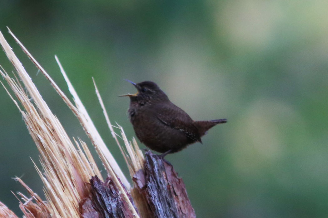 足元では、ミソサザイがけたたましく鳴いていた。