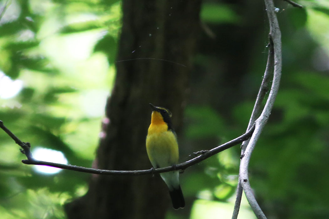 キビタキは木陰で盛んに鳴いていた。