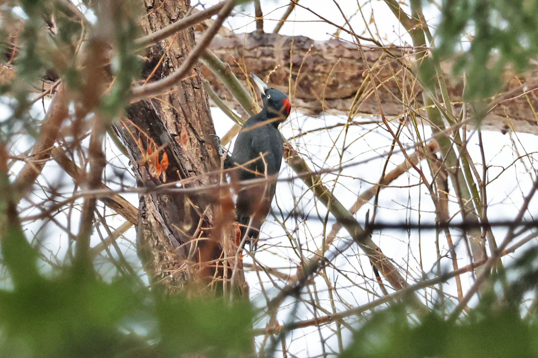 クマゲラ発見。でも枝被り。