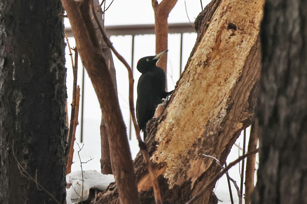 大木の根元に移動。だいぶつついた跡がある。