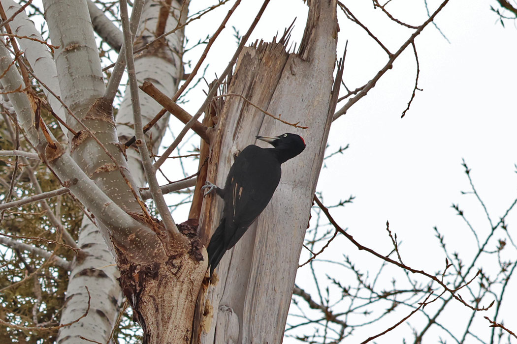 今度は木の上方に上がった。