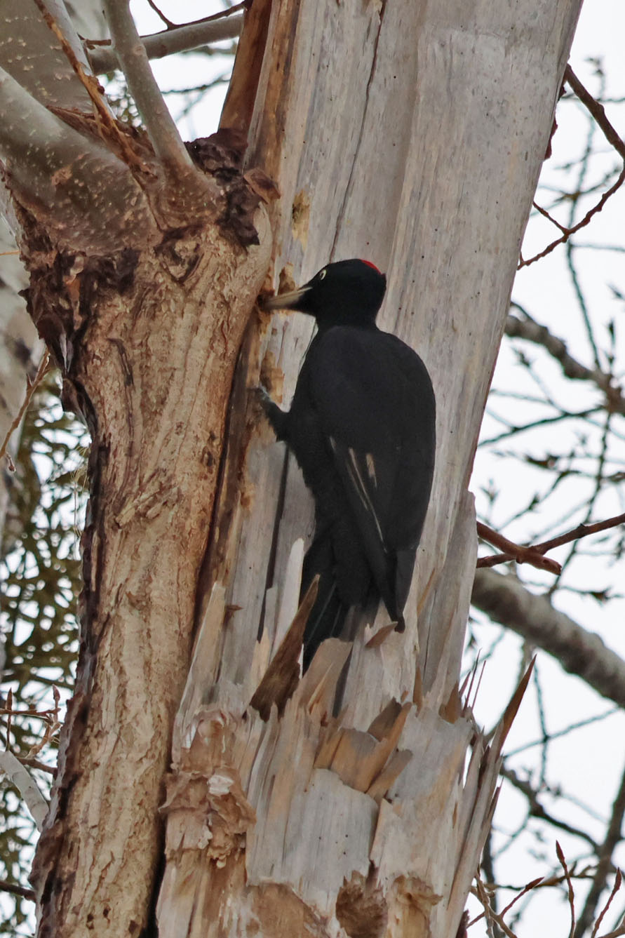 頭部の赤紋が小さいので、女の子かな？