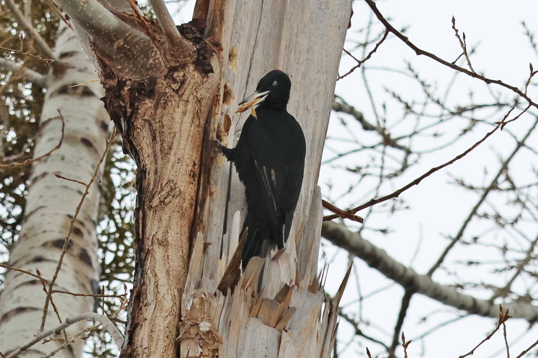 木くずを咥えてポイ！