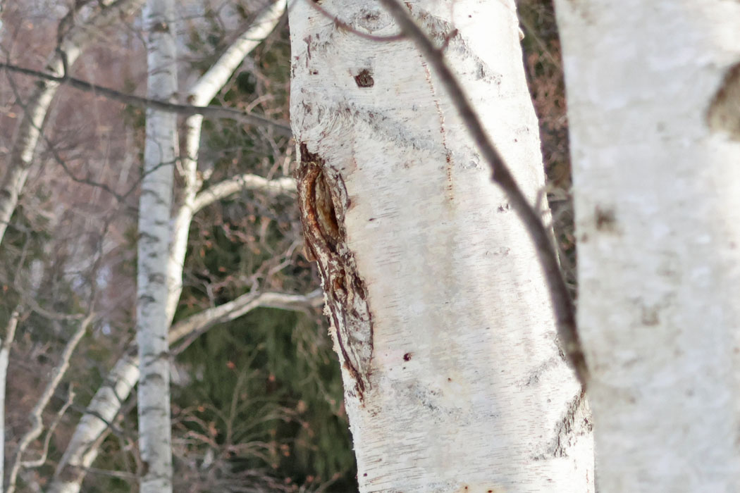 クマゲラの巣穴と教えてもらって、ここで塒入りを待つこと２時間。