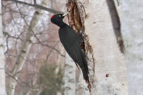 ’キョー’という鳴き声とともに、巣穴に直行。