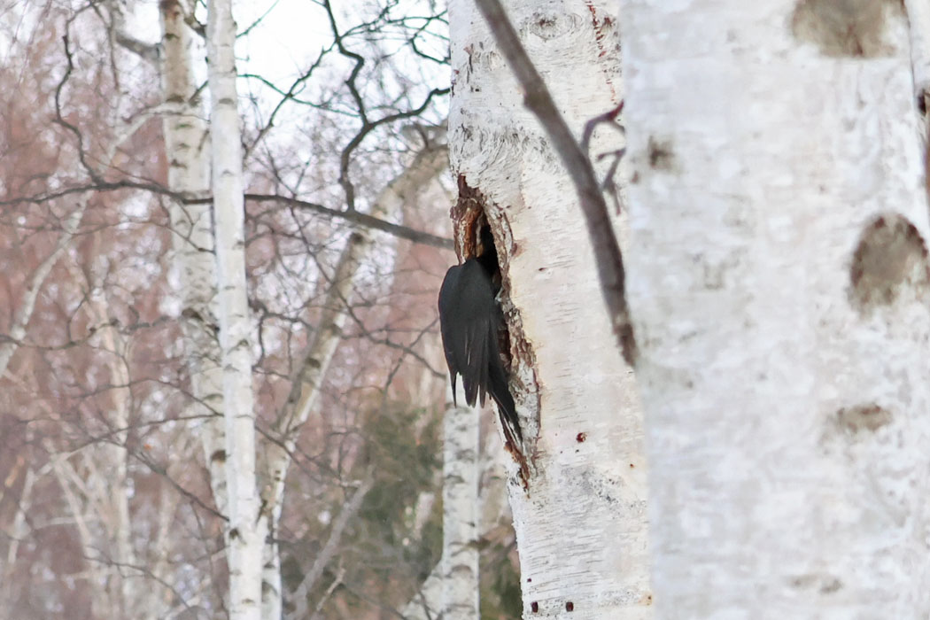穴をのぞき込んで、中を確認。