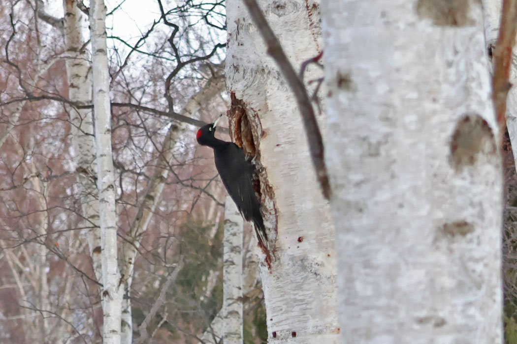 また顔を出して、キョロキョロ。