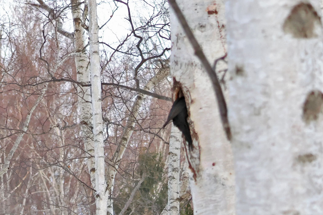 今度は巣内に入り込み、二度と出てこなかった。この間、数十秒でおしまい。