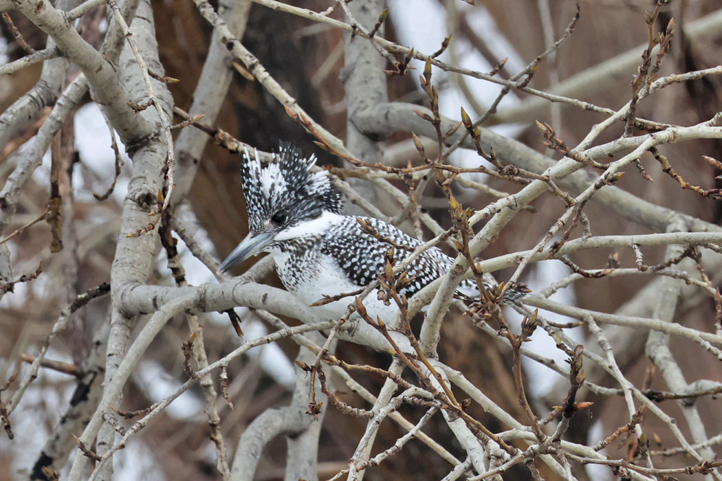 歩いていると小川の対岸にヤマセミを発見。