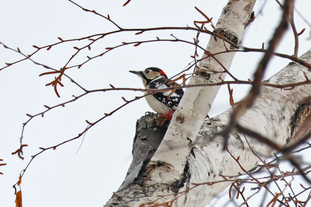 あ、アカゲラだ。