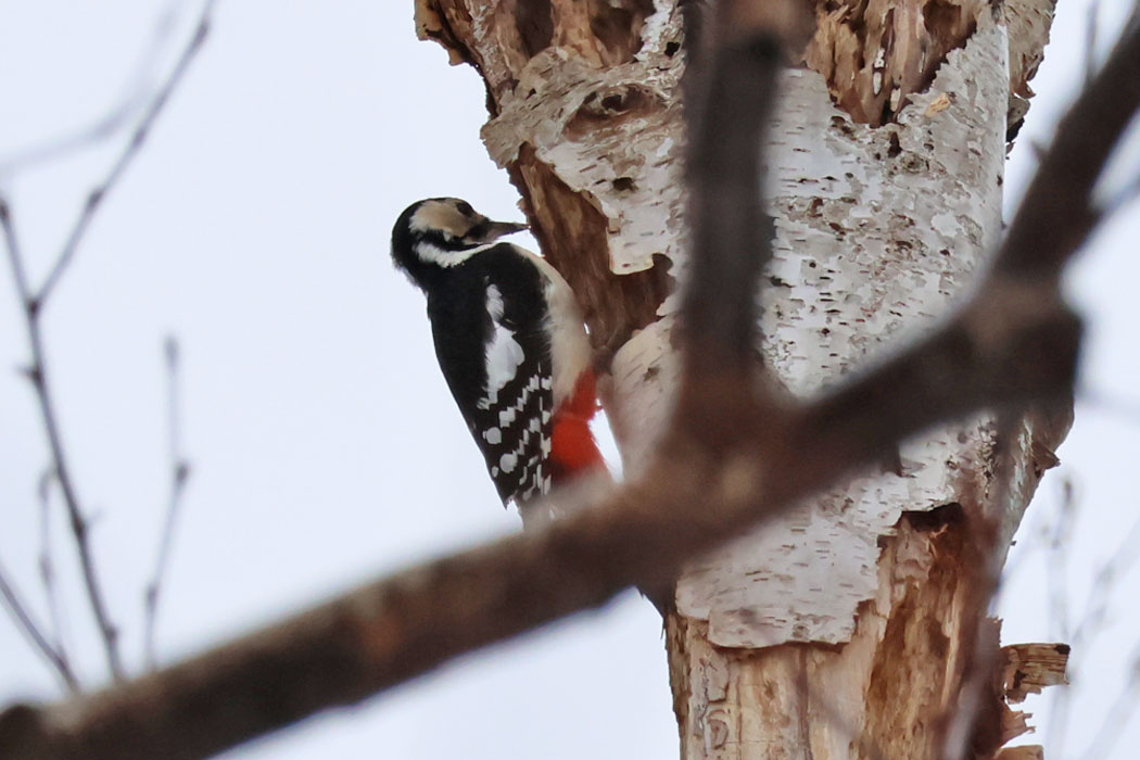 あちこちでコツコツ。